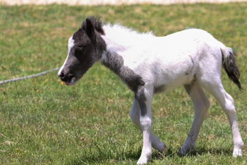 Obraz na płótnie Canvas Baby Miniature Horse in California