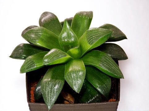 Tokyo,Japan-January 17, 2021: Closeup of Haworthia retusa, endemic to Southern Africa, on white background
