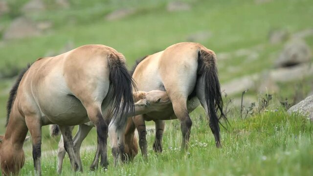 Przewalski's horses in real natural habitat environment in the mountains of Mongolia.Equus Ferus takhi dzungarian Przewalski Mongolian wild horse wildlife animal hoofed mustang brumby feral tarpan dun