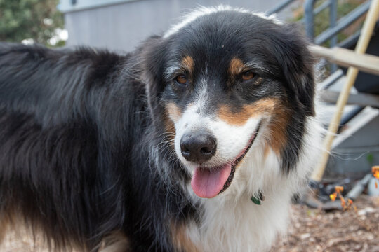Australian Shepherd Dog With Tongue Out