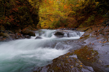 秋のカラフルな渓谷を流れる渓流