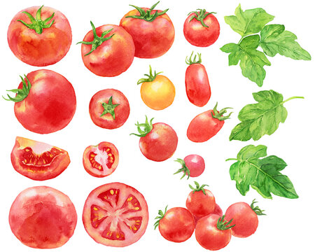 トマト　ミニトマト　トマトの葉　たくさん　素材集　水彩画