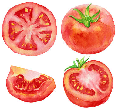 トマト　カットトマト　輪切り　トマトの断面　水彩画