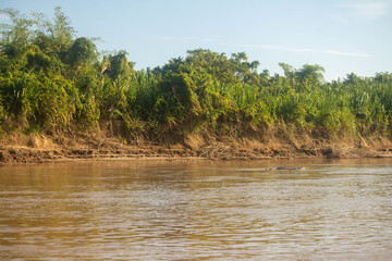 Pareja de delfines rosados en los llanos orientales, Arauca, Colombia. © Juan
