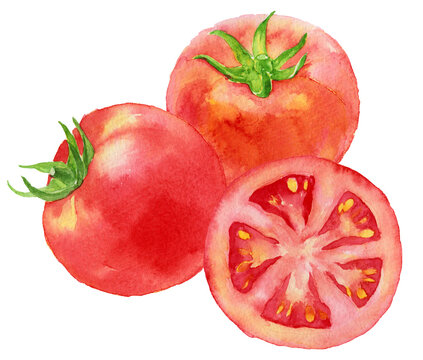 トマト　3個　輪切り　水彩画