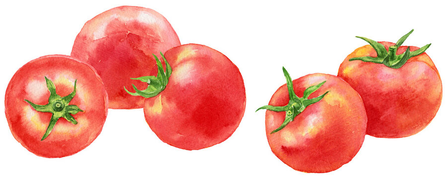 トマト　5つ　横並び　水彩画