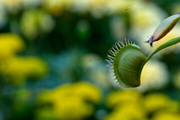 Closeup focus shot of a venus flytrap plant © Dheemanth N/Wirestock