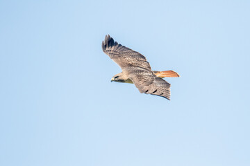 Red Tailed Hawk in San Luis Obispo California