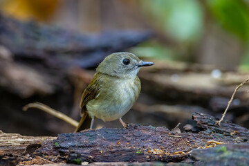 Fulvous-chested Jungle-Flycatcher (Rhinomyias olivacea) Borneo Island.