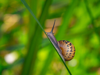Common Garden Snail