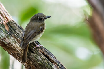 Fulvous-chested Jungle-Flycatcher (Rhinomyias olivacea) Borneo Island.