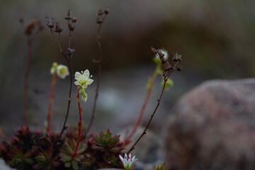 Single prickly saxifrage plant in the arctic tundra, Arviat Nunavut Canada