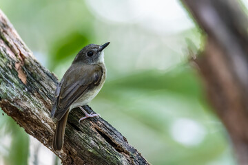 Fulvous-chested Jungle-Flycatcher (Rhinomyias olivacea) Borneo Island.