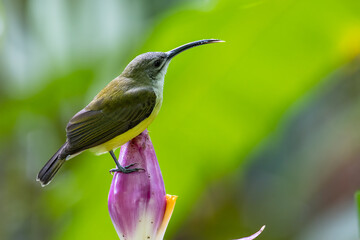 nature wildlife footage of Little bird on banana flower.Little spiderhunter( Arachnothera longirostra )is drinking nectar from Banana flower