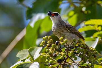 Nature wildlife bird yellow-vented bulbul perch on tree branches with fruit
