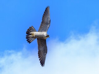 青空バックに悠然と飛ぶハヤブサ