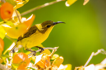 Nature wildlife image of Olive-backed sunbird with red flower in close up shot with stunning detail they drink sweet water from the flower