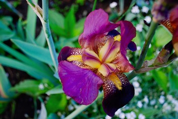 purple and yellow iris in full bloom