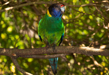 Australian Ringneck parrot perched in tree