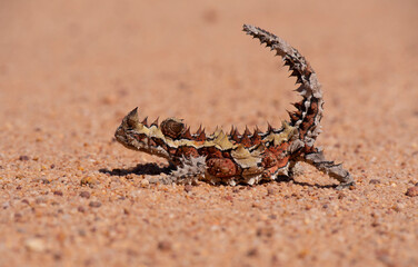 Thorny Devil in Australian outback