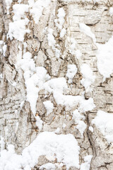 Obraz premium The bark of a tree in the snow. Winter background