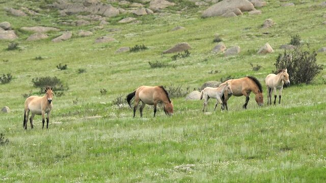 Przewalski's horse albino white foal in real natural habitat environment in the mountains of Mongolia.Ferus takhi dzungarian Przewalski Mongolian wild horse wildlife animal hoofed mustang brumby feral