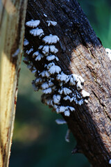 White mushroom on the  stump