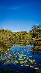 Florida Pond 6
