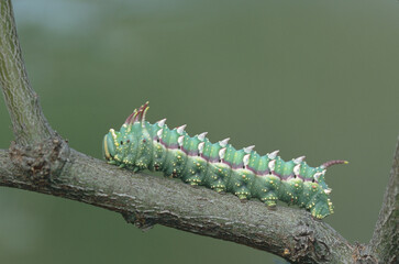 Hubbard's Small Silkmoth Caterpillar (Sphingicampa hubbardi)