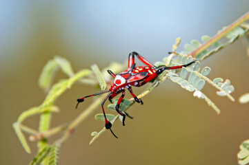 Giant Mesquite Bug (Thasus neocalifornicus)