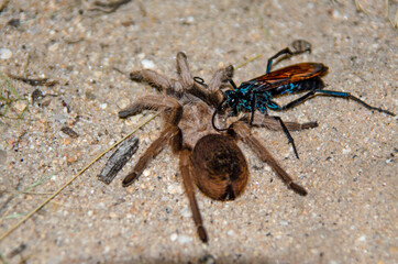 Tarantula Hawk (Pepsis formosa) with Pepsis formosa (Aphonopelma chalcodes) prey