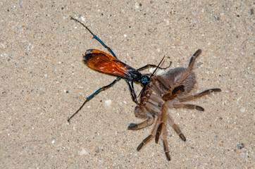 Tarantula Hawk (Pepsis formosa) with Pepsis formosa (Aphonopelma chalcodes) prey