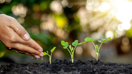 Growing crops on fertile soil and watering plants, including showing stages of plant growth, cropping concepts and investments for farmers.