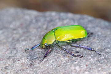 Beyer's Jeweled Scarab beetle (Chrysina beyeri)