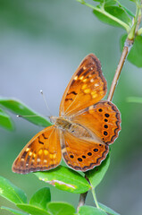 Tawny Emperor (Asterocampa clyton) butterfly