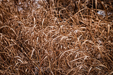 Wild Grass