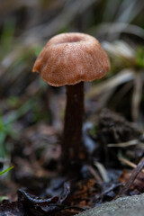 Edge of Brown Mushroom