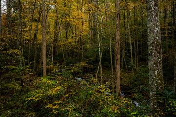 Fototapeta na wymiar Early Fall In The Forest