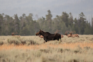 Female Moose Runs Across Open Meadow
