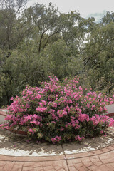 Pink bougainvillea bush, in a planter with trees behind the planter.