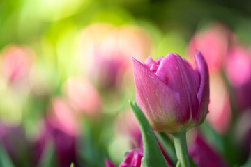 Fototapeta premium Beautiful bouquet of tulips. colorful tulips. nature background