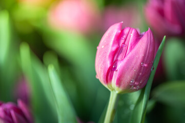 Beautiful bouquet of tulips. colorful tulips. nature background