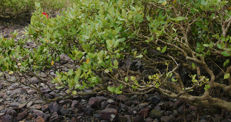 Mangrove trees in the water on a tropical island