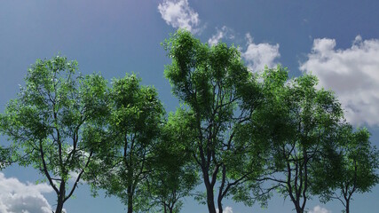 春 夏 青葉 新緑 林 快晴