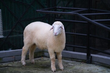 white sheep in the farm