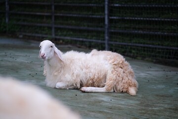 
White sheep on the farm