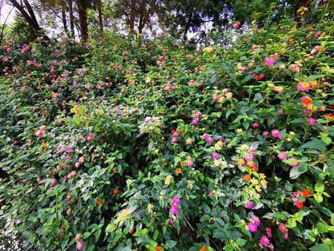 flowers in the Nilgiri Mountains, Tamilnadu, India. 