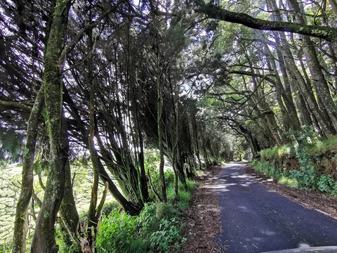 Road in the Kinnakorai forest ,Tamilnadu, India. 