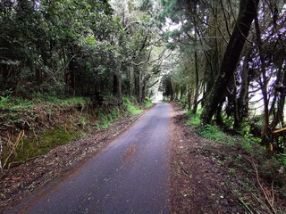 Path in the woods ,Nilgiris, Tamilnadu, India. 
