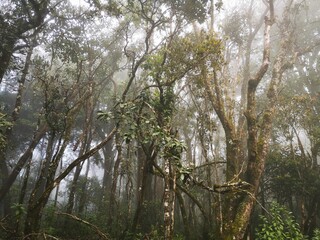 Naklejka premium Misty Forest in Nilgiri Mountains,Tamilnadu, India. 
